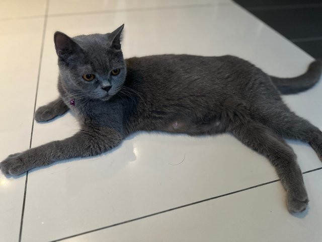 Disco - British Shorthair Cat