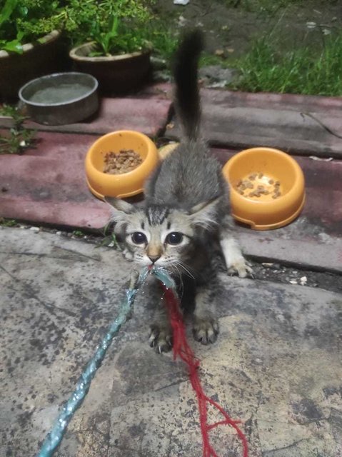 Luna - Domestic Long Hair Cat