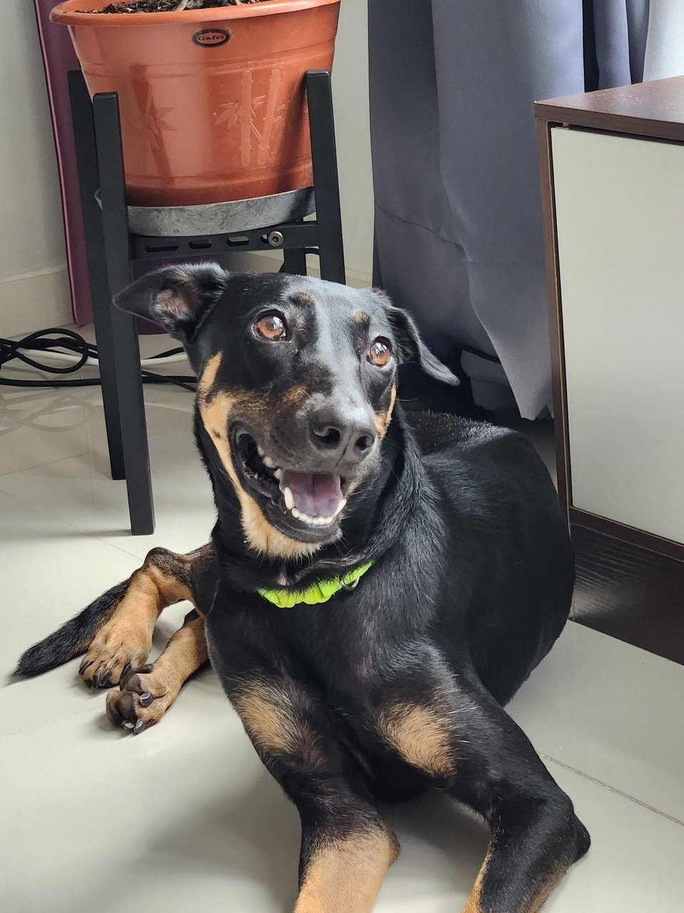 Rhaenyra (Rhae) - Doberman Pinscher Mix Dog