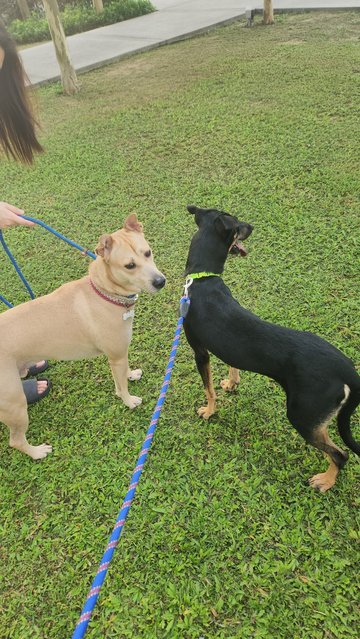 Rhaenyra (Rhae) - Doberman Pinscher Mix Dog