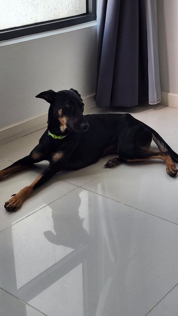 Rhaenyra (Rhae) - Doberman Pinscher Mix Dog