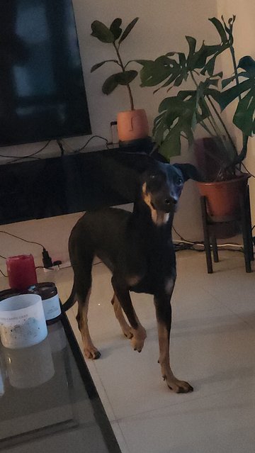 Rhaenyra (Rhae) - Doberman Pinscher Mix Dog