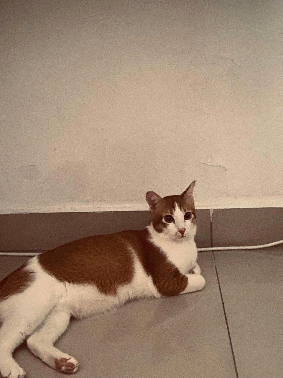 Flynn - Domestic Short Hair Cat