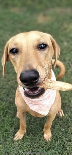 Toffee - Vizsla Mix Dog