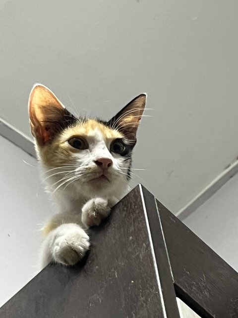 Mi - Calico Cat