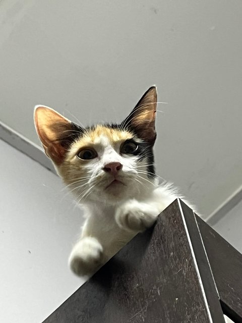 Mi - Calico Cat