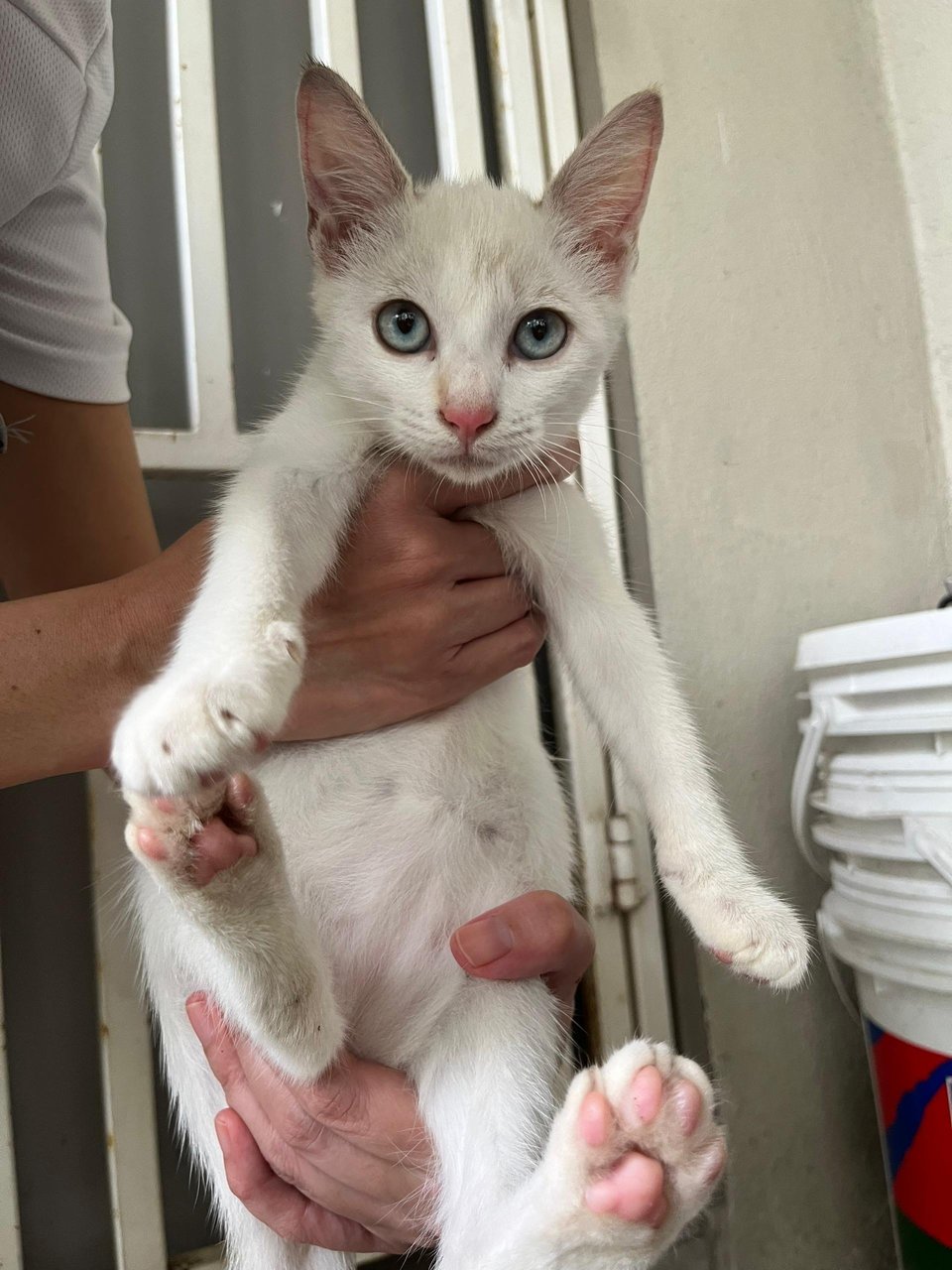 Lily The Blue Eye Gal - Domestic Medium Hair Cat