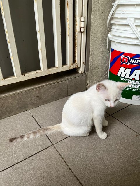 Lily The Blue Eye Gal - Domestic Medium Hair Cat