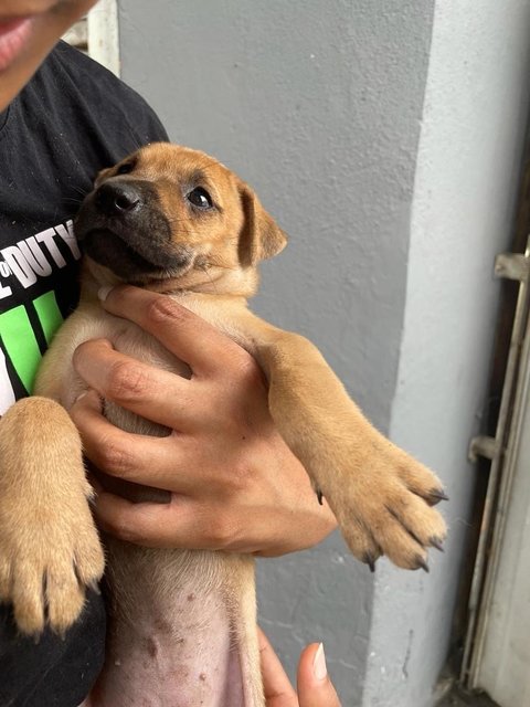 Puppies For Adoption - Mixed Breed Dog