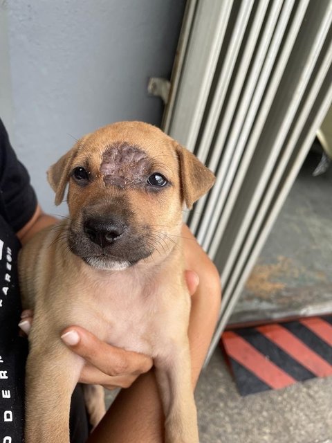 Puppies For Adoption - Mixed Breed Dog