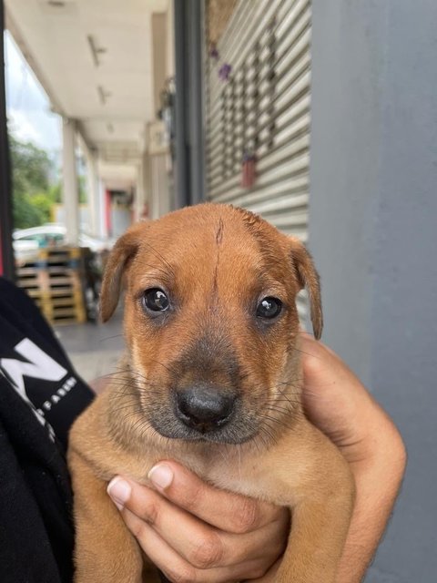 Puppies For Adoption - Mixed Breed Dog