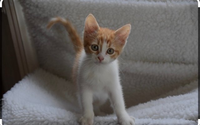 Dandy Lion  - Domestic Short Hair Cat