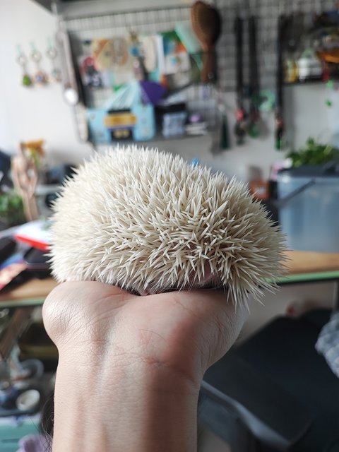 Dango - Hedgehog Small & Furry