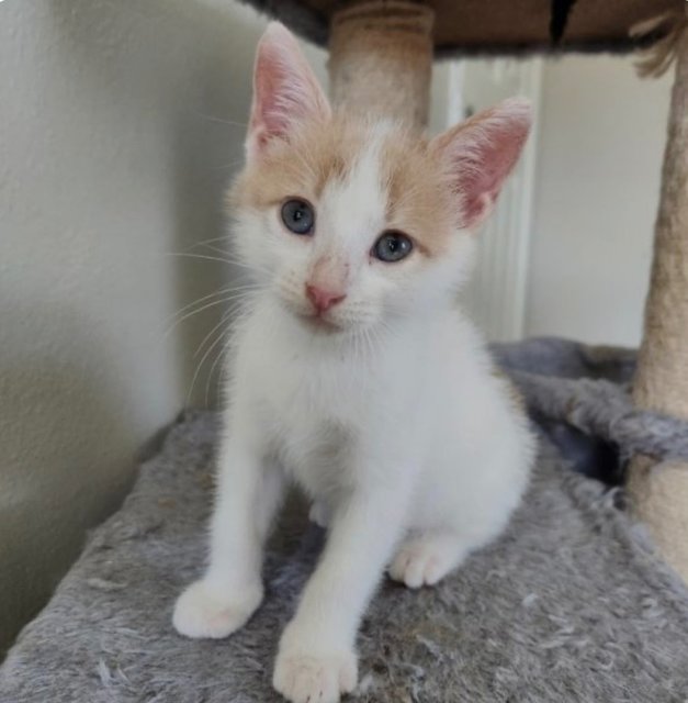 Cashew - Domestic Short Hair Cat