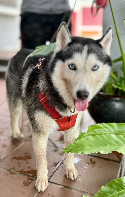  Ocean - Husky Dog