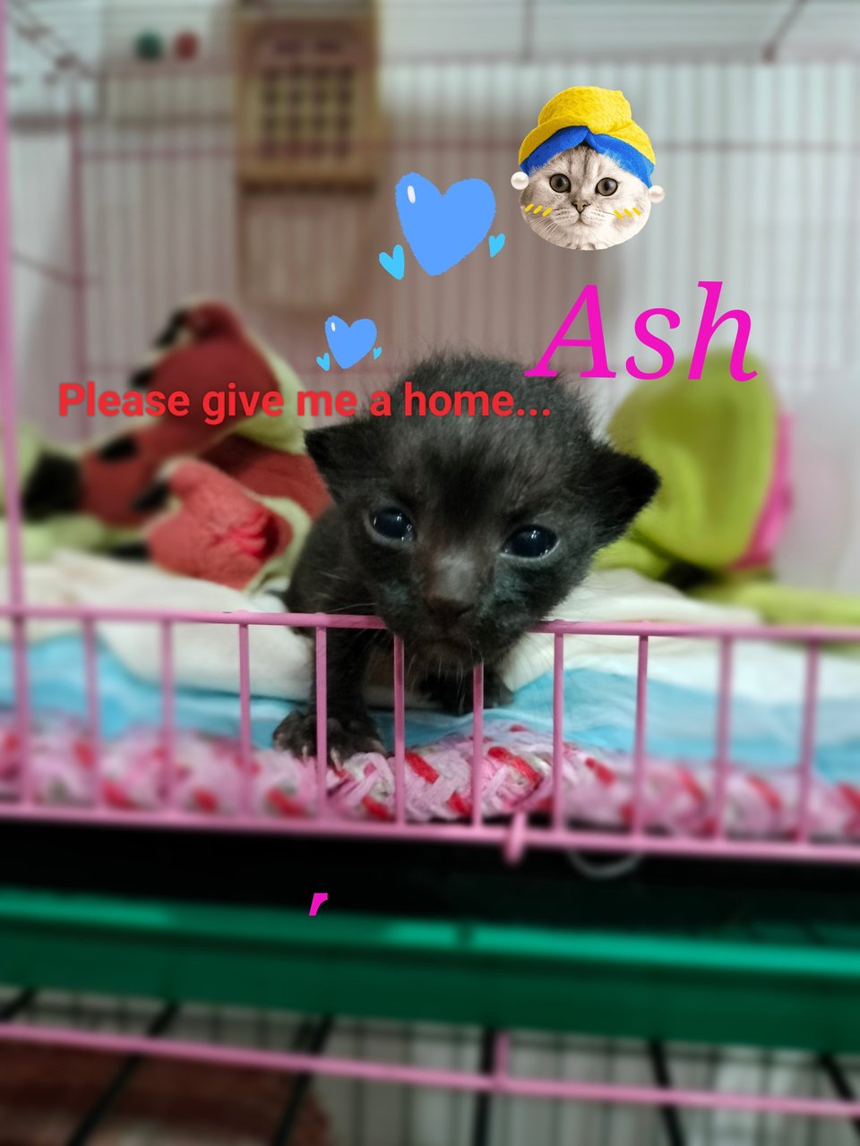 Ash - Domestic Short Hair Cat