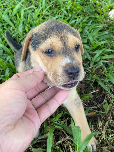 Penny  - Mixed Breed Dog