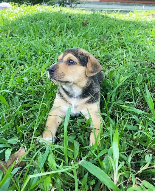 Penny  - Mixed Breed Dog