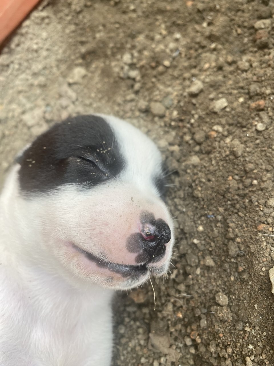 Zorro - Mixed Breed Dog