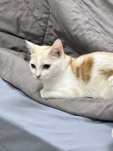 Cream - Domestic Short Hair Cat