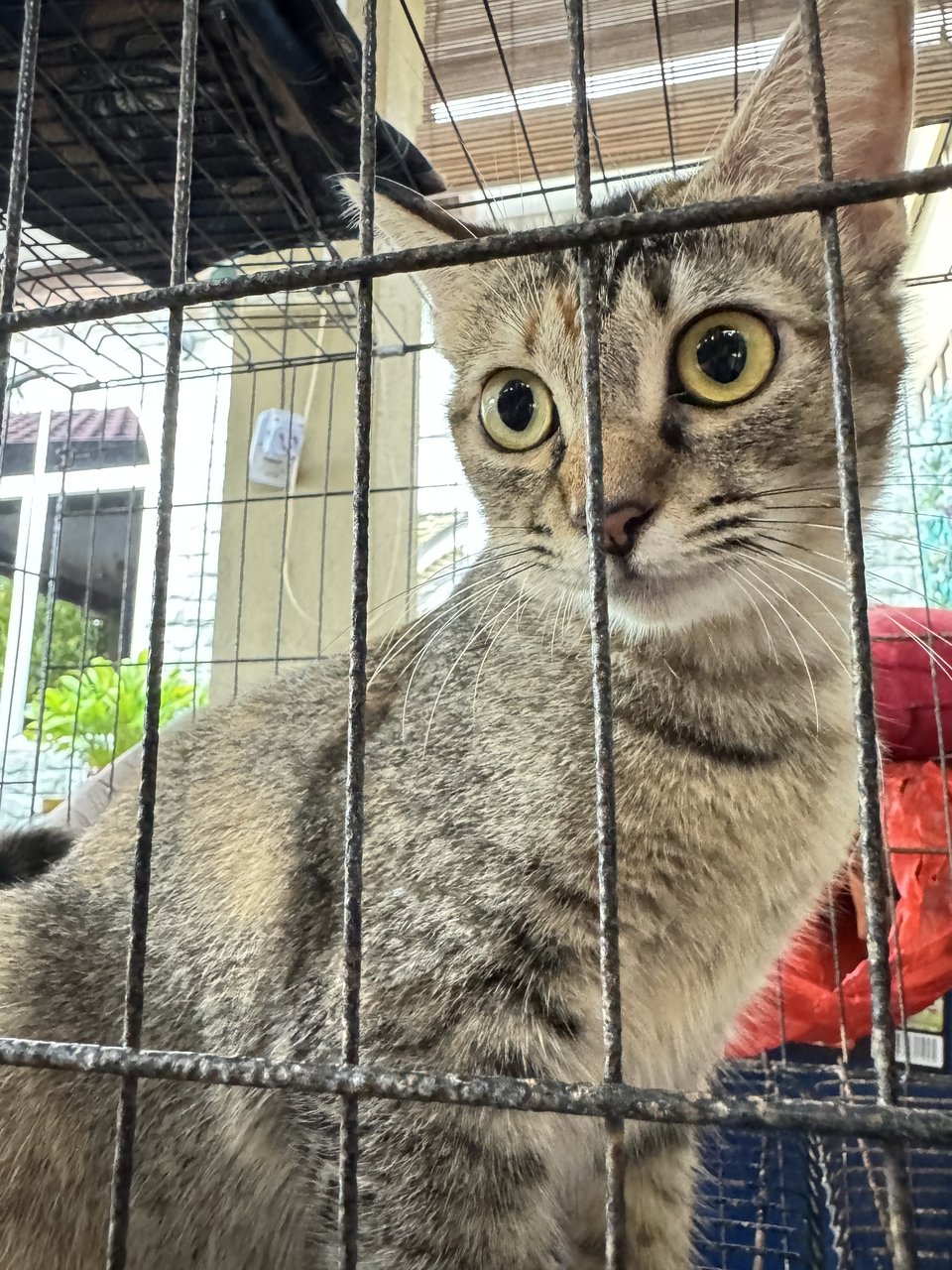 Spotty - Domestic Short Hair Cat