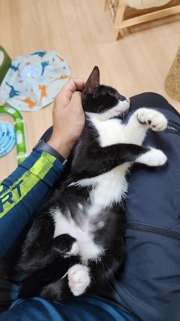 Leia - Tuxedo + Domestic Short Hair Cat