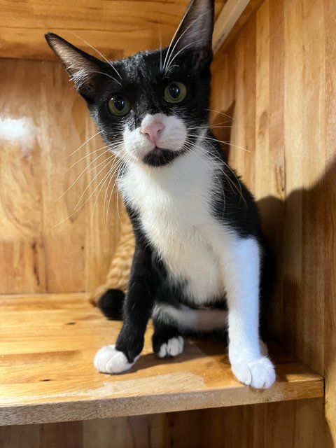 Leia - Tuxedo + Domestic Short Hair Cat