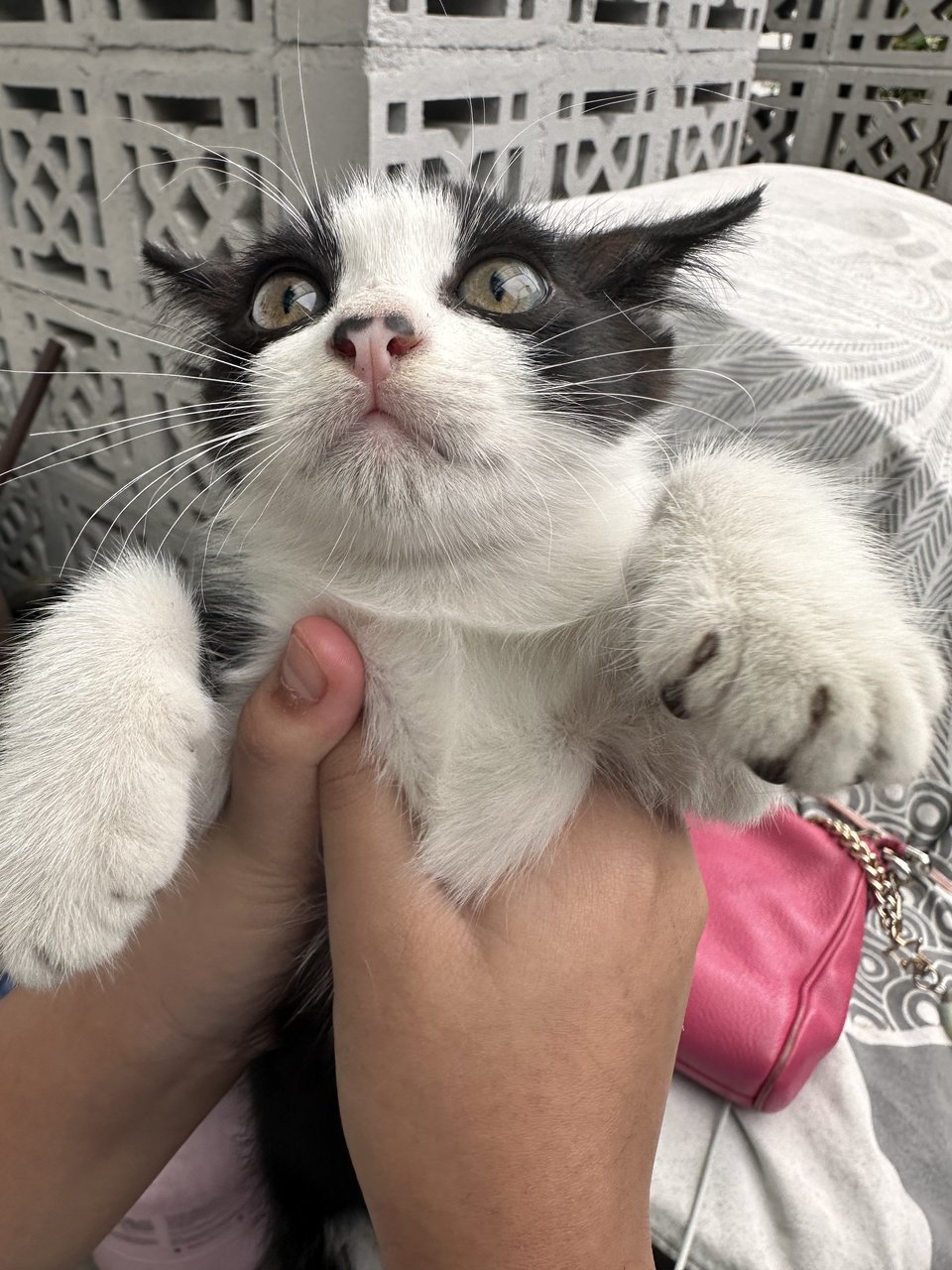 Tuxie - Tuxedo + Domestic Medium Hair Cat
