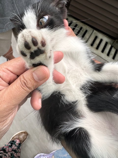 Tuxie - Tuxedo + Domestic Medium Hair Cat