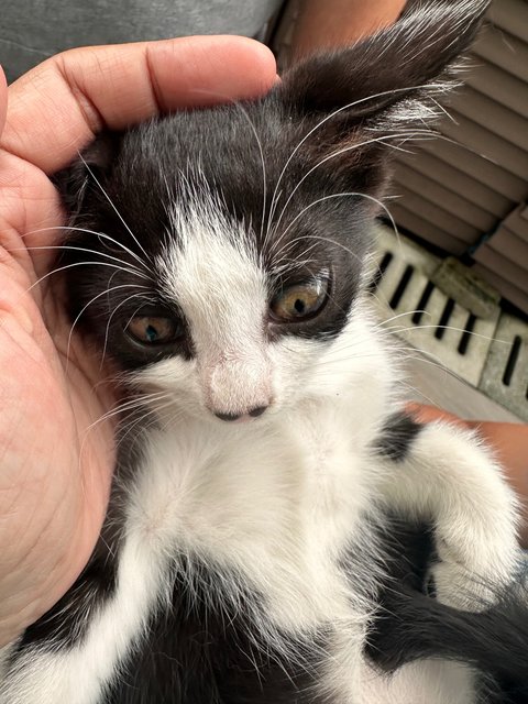 Tuxie - Tuxedo + Domestic Medium Hair Cat