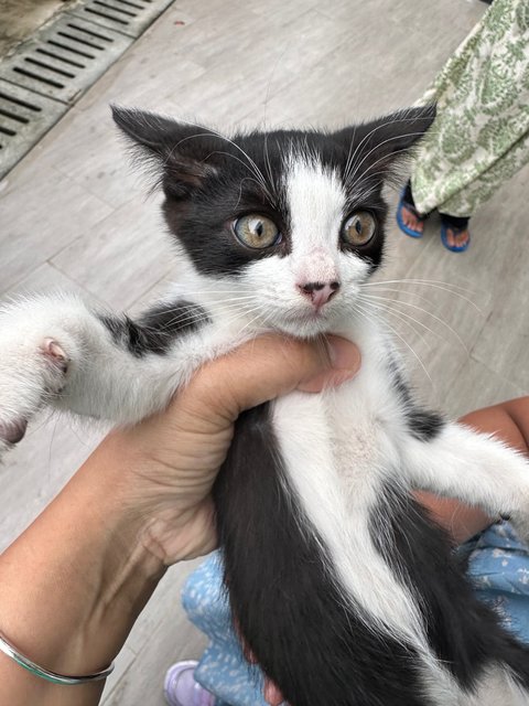 Tuxie - Tuxedo + Domestic Medium Hair Cat