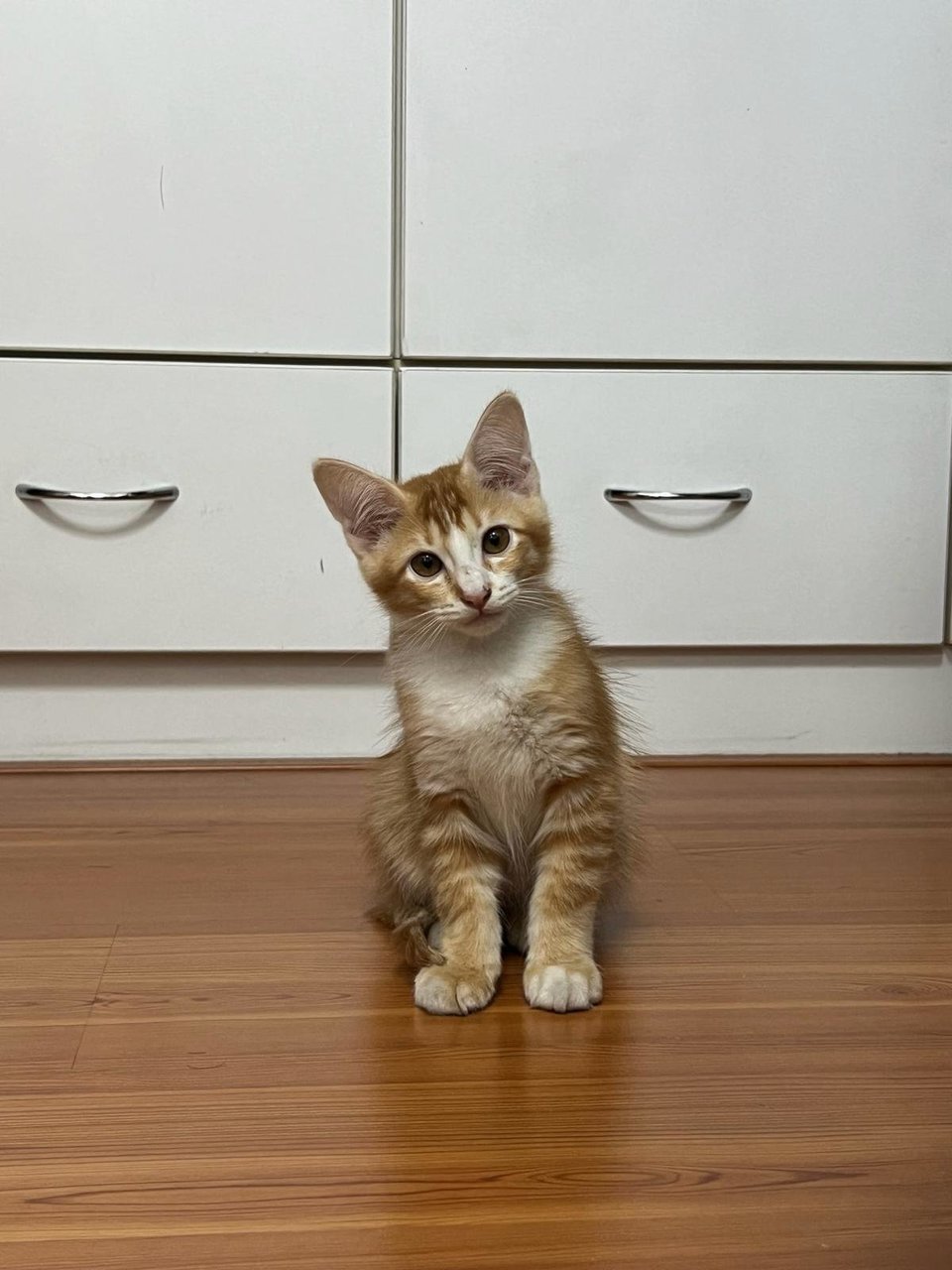 Pj - Domestic Short Hair Cat