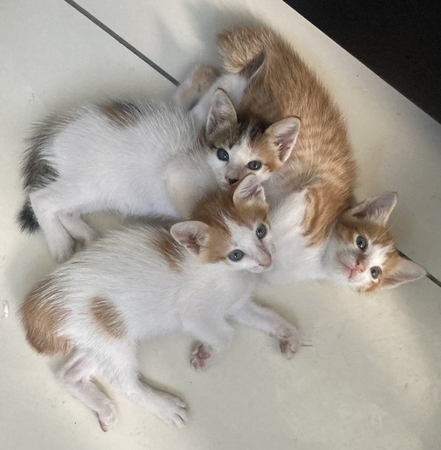3 Kitten - Domestic Short Hair Cat
