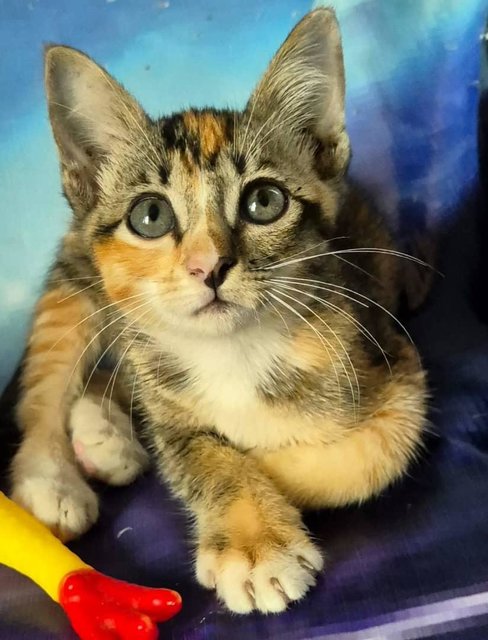 Abandoned Tri-co Baby Jupier Moon  - Domestic Short Hair Cat