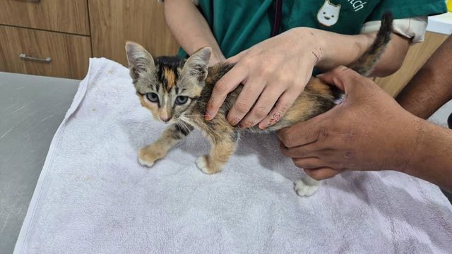 Abandoned Tri-co Baby Jupier Moon  - Domestic Short Hair Cat