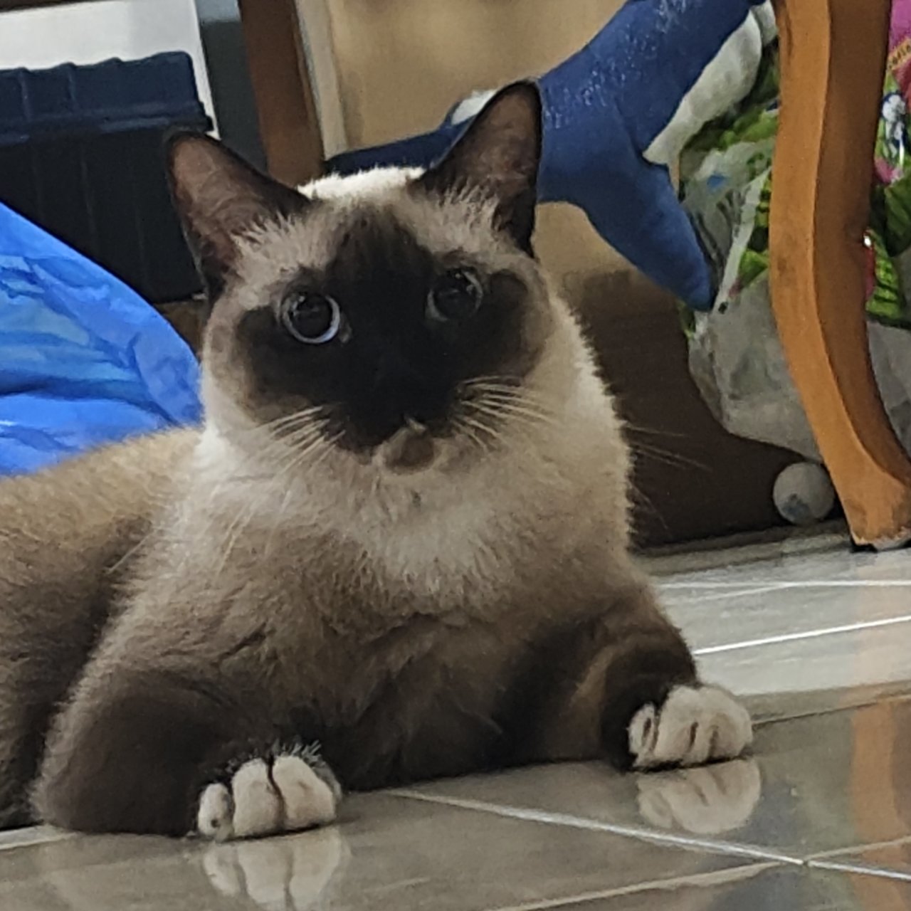 Nami - Siamese Cat