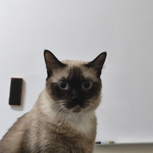 Nami - Siamese Cat