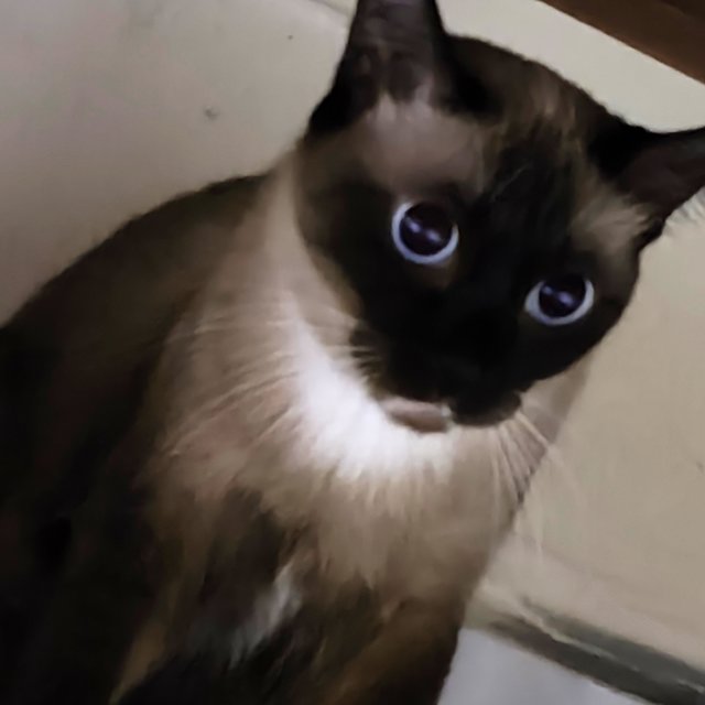 Nami - Siamese Cat