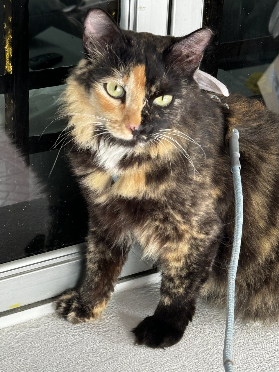 Banban - Tortoiseshell Cat