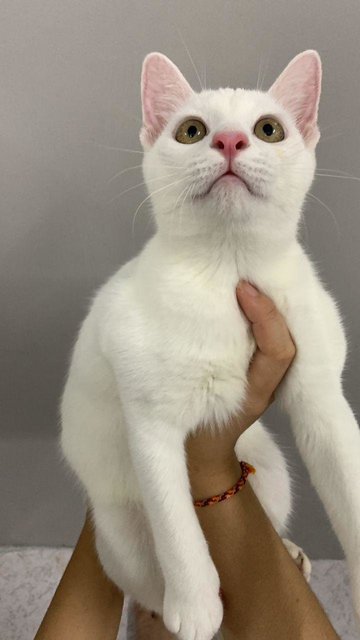 Bolly- Very Manja Pure White Fluffy  - Domestic Short Hair Cat