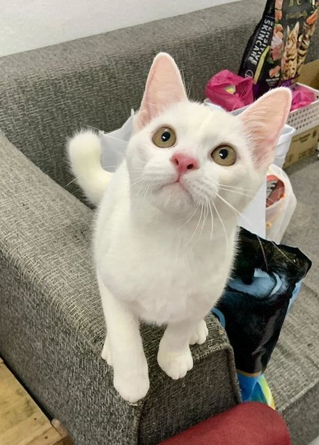 Bolly- Very Manja Pure White Fluffy  - Domestic Short Hair Cat