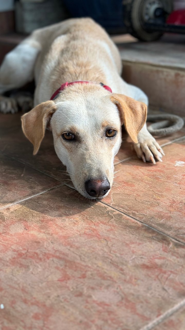 Marusya - Mixed Breed Dog