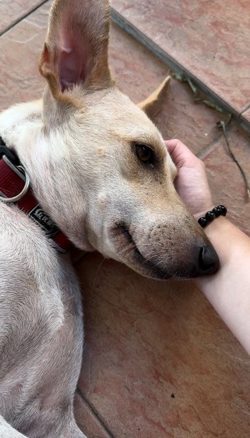 Marusya - Mixed Breed Dog