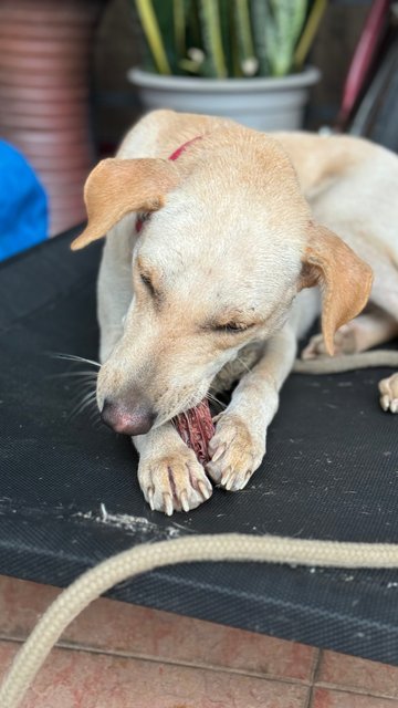 Marusya - Mixed Breed Dog