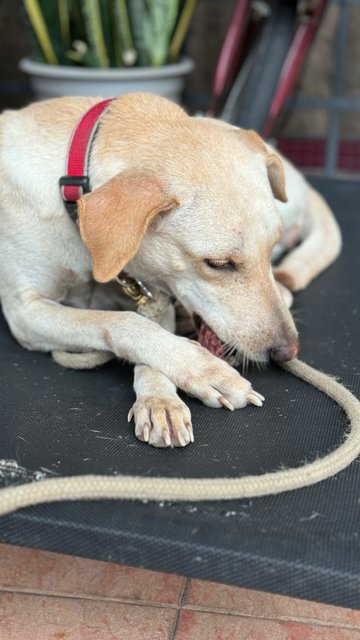 Marusya - Mixed Breed Dog