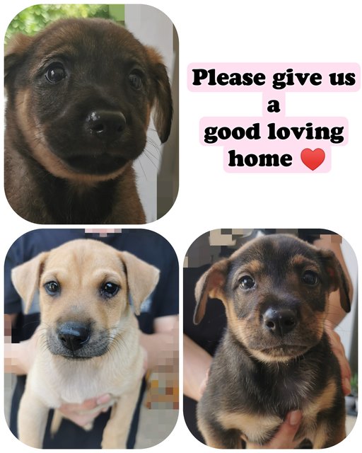 Free Adoption Babies - Mixed Breed Dog