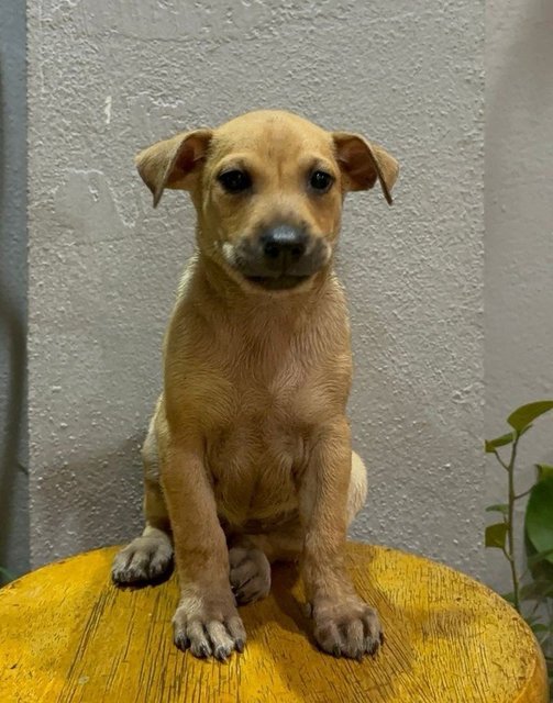 Free Adoption Babies - Mixed Breed Dog