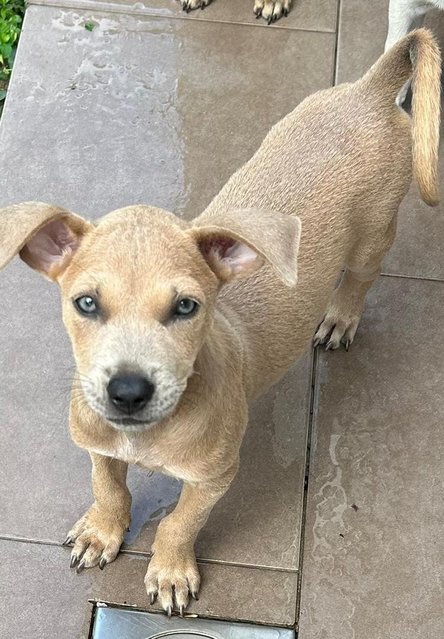 Blue Eye Puppy  - Mixed Breed Dog