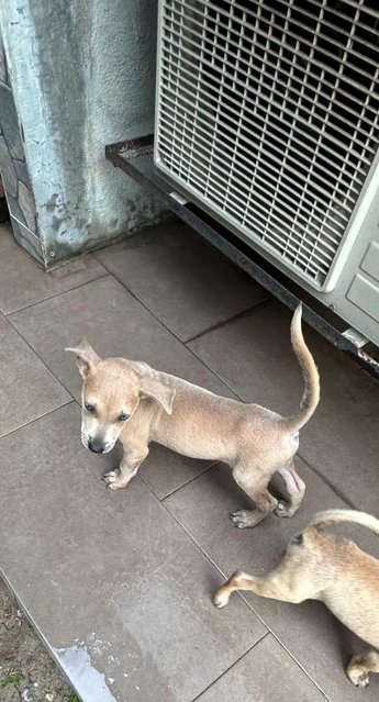 Blue Eye Puppy  - Mixed Breed Dog