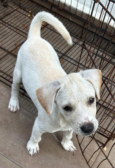 Labrador  Mixed  - Mixed Breed Dog